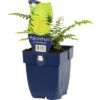 FLORASELF Zachte Naaldvaren Polystichum Setiferum Ø 11 Cm -FLORASELF Verkoop DV 8 7013839 01 4c DE 20191216051652