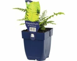 FLORASELF Zachte Naaldvaren Polystichum Setiferum Ø 11 Cm