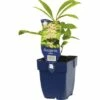 FLORASELF Schout-bij-nacht Rodegersia Pinnata Ø 11 Cm -FLORASELF Verkoop DV 8 7013847 01 4c DE 20191216051652