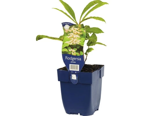 FLORASELF Schout-bij-nacht Rodegersia Pinnata Ø 11 Cm 3 FLORASELF Schout-bij-nacht Rodegersia Pinnata Ø 11 Cm