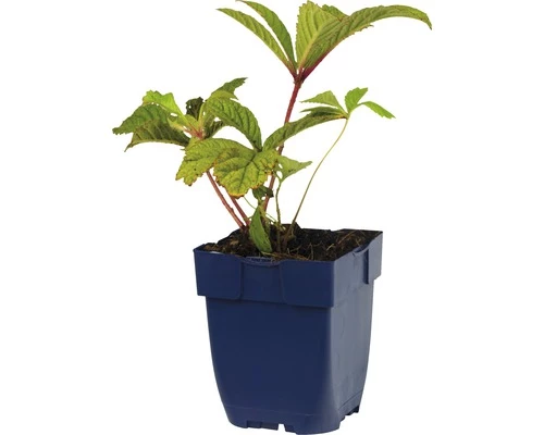 FLORASELF Schout-bij-nacht Rodegersia Pinnata Ø 11 Cm 4 FLORASELF Schout-bij-nacht Rodegersia Pinnata Ø 11 Cm - Afbeelding 2