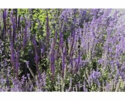 FLORASELF Bossalie Salvia Nemorosa Ø 11 Cm