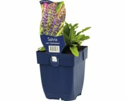 FLORASELF Bossalie Salvia Nemorosa Ø 11 Cm