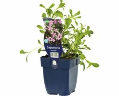 FLORASELF Zeepkruid Saponaria Ocymoides Ø 11 Cm