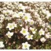 FLORASELF Steenbreek Saxifraga Arendsii Ø 11 Cm 1 FLORASELF Steenbreek Saxifraga Arendsii Ø 11 Cm -FLORASELF Verkoop DV 8 7013870 02 4c DE 20210114221650