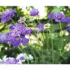FLORASELF Duifkruid Scabiosa Columbaria Ø 11 Cm -FLORASELF Verkoop DV 8 7013875 02 4c DE 20210322140524