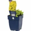 FLORASELF Muurpeper Sedum Acre Ø 11 Cm -FLORASELF Verkoop DV 8 7013877 01 4c DE 20191216055538