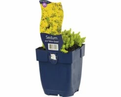 FLORASELF Muurpeper Sedum Acre Ø 11 Cm