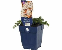 FLORASELF Wit Vetkruid Sedum Album Ø 11 Cm