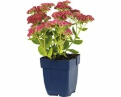 FLORASELF Hemelsleutel Sedum Telephium Ø 11 Cm -FLORASELF Verkoop DV 8 7013883 02 4c DE 20191216055259