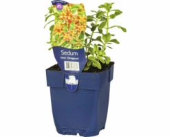 FLORASELF Vetkruid Sedum Kamtschaticum 'Variegatum' Ø 11 Cm