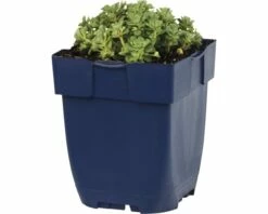 FLORASELF Vetkruid Sedum Spathulifolium Ø 11 Cm 5 FLORASELF Vetkruid Sedum Spathulifolium Ø 11 Cm -FLORASELF Verkoop DV 8 7013889 01 4c DE 20191216051753