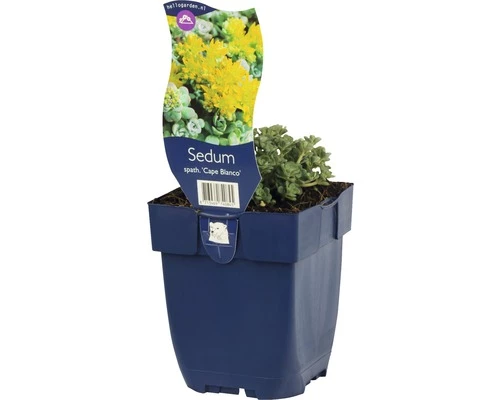 FLORASELF Vetkruid Sedum Spathulifolium Ø 11 Cm 3 FLORASELF Vetkruid Sedum Spathulifolium Ø 11 Cm