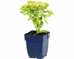 FLORASELF Hemelsleutel Sedum Spectabile Ø 11 Cm -FLORASELF Verkoop DV 8 7013891 01 4c DE 20191216055138