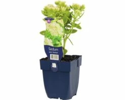 FLORASELF Hemelsleutel Sedum Spectabile Ø 11 Cm -FLORASELF Verkoop DV 8 7013891 02 4c DE 20191216051752