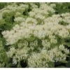 FLORASELF Hemelsleutel Sedum Spectabile Ø 11 Cm -FLORASELF Verkoop DV 8 7013891 03 4c DE 20210114221650