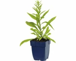 FLORASELF Guldenroede Solidago Ø 11 Cm -FLORASELF Verkoop DV 8 7013910 01 4c DE 20191216051652