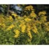 FLORASELF Guldenroede Solidago Ø 11 Cm -FLORASELF Verkoop DV 8 7013910 03 4c DE 20210118134655