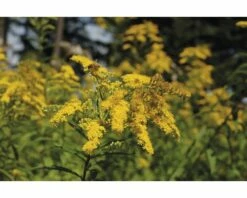 FLORASELF Guldenroede Solidago Ø 11 Cm