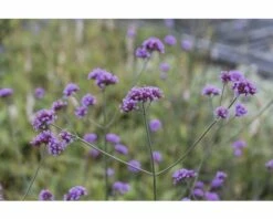 FLORASELF Ijzerhard Verbena Bonariensis Ø 11 Cm -FLORASELF Verkoop DV 8 7013944 04 4c DE 20201124110852