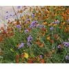 FLORASELF Ijzerhard Verbena Bonariensis Ø 11 Cm -FLORASELF Verkoop DV 8 7013944 05 4c DE 20230104181655
