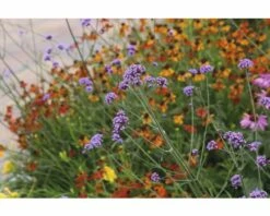 FLORASELF Ijzerhard Verbena Bonariensis Ø 11 Cm