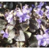 FLORASELF Viool Viola Labradorica Potmaat Ø 11.0 Cm H 5-10 Cm -FLORASELF Verkoop DV 8 7013967 01 4c DE 20210303091656