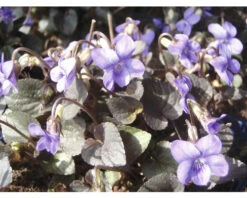 FLORASELF Viool Viola Labradorica Potmaat Ø 11.0 Cm H 5-10 Cm