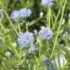 FLORASELF Amerikaanse Sering Ceanothus Impressus 'Victoria' Potmaat Ø 21.0 Cm H 40-50 Cm -FLORASELF Verkoop DV 8 7038562 01 4c DE 20150519125442