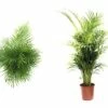 FLORASELF Goudpalm Dypsis Lutescens Potmaat Ø 24 Cm H 120-140 Cm 2 FLORASELF Goudpalm Dypsis Lutescens Potmaat Ø 24 Cm H 120-140 Cm -FLORASELF Verkoop DV 8 7057769 25 4c DE 20210107121651