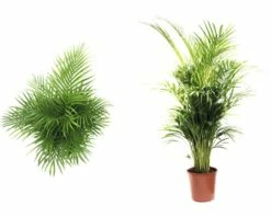 FLORASELF Goudpalm Dypsis Lutescens Potmaat Ø 24 Cm H 120-140 Cm