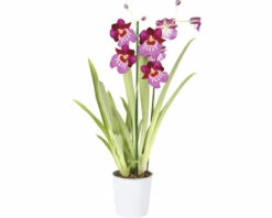 FLORASELF Orchidee Miltonia 'Newton Falls' Potmaat Ø 12 Cm H 40-50 Cm -FLORASELF Verkoop DV 8 7111041 02 4c RO 20210610094755