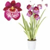 FLORASELF Orchidee Miltonia 'Newton Falls' Potmaat Ø 12 Cm H 40-50 Cm -FLORASELF Verkoop DV 8 7111041 04 4c RO 20210610101751