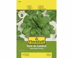 FLORASELF® Veldsla Verte De Cambrai Slazaden, 3 G