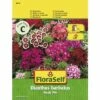FLORASELF® Duizendschoon Single Mix Dianthus Barbatus Bloemenzaden 2 FLORASELF® Duizendschoon Single Mix Dianthus Barbatus Bloemenzaden -FLORASELF Verkoop DV 8 7122991 01 4c AT 20230104141756