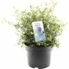 FLORASELF Amerikaanse Sering Ceanothus Thyrsiflorus Var. Repens Potmaat Ø 23 Cm -FLORASELF Verkoop DV 8 7135506 01 4c NL 20200129184758