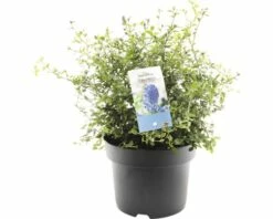 FLORASELF Amerikaanse Sering Ceanothus Thyrsiflorus Var. Repens Potmaat Ø 23 Cm