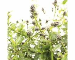FLORASELF Amerikaanse Sering Ceanothus Thyrsiflorus Var. Repens Potmaat Ø 23 Cm -FLORASELF Verkoop DV 8 7135506 02 4c NL 20200129051654
