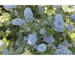 FLORASELF Amerikaanse Sering Ceanothus Thyrsiflorus Var. Repens Potmaat Ø 23 Cm -FLORASELF Verkoop DV 8 7135506 03 4c NL 20210312051659
