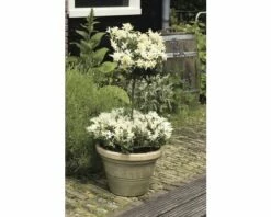 FLORASELF® Kardinaalshoed Euonymus Japonicus 'Pierrolino'® H 20-25 Cm -FLORASELF Verkoop DV 8 7135614 02 4c DE 20210609104650 1