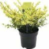 FLORASELF® Chinese Hulst Ilex Crenata 'Golden Gem' Potmaat Ø 17 Cm -FLORASELF Verkoop DV 8 7135760 01 4c NL 20200609161755