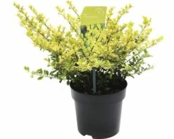 FLORASELF® Chinese Hulst Ilex Crenata 'Golden Gem' Potmaat Ø 17 Cm