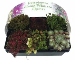FLORASELF Rotsplanten Mix 6st -FLORASELF Verkoop DV 8 7135983 01 4c NL 20210609101757