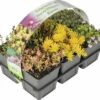 FLORASELF Rotsplanten Mix 6st -FLORASELF Verkoop DV 8 7135983 03 4c DE 20220302131759
