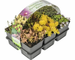 FLORASELF Rotsplanten Mix 6st