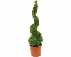 FLORASELF® Buxus Boom Spiraal Sempervirens 88-102 Cm