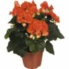 FLORASELF Begonia Begonia Elatior 'Reina' Potmaat Ø 14 Cm H 30 Cm -FLORASELF Verkoop DV 8 7192462 01 4c DE 20171110165032