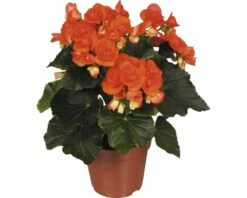 FLORASELF Begonia Begonia Elatior 'Reina' Potmaat Ø 14 Cm H 30 Cm