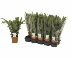 FLORASELF Calathea Rufibarba Blue Grass Ø12 Cm H45 Cm