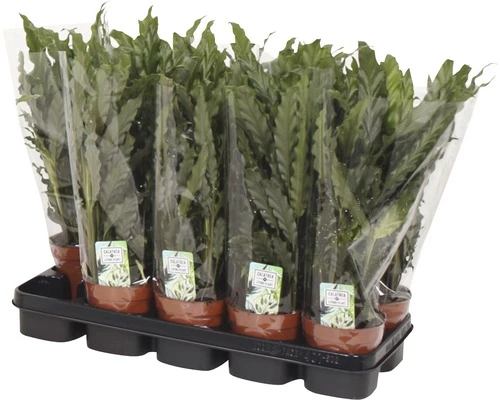 FLORASELF Calathea Rufibarba Blue Grass Ø12 Cm H45 Cm 4 FLORASELF Calathea Rufibarba Blue Grass Ø12 Cm H45 Cm - Afbeelding 2